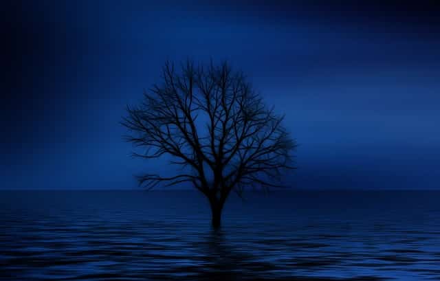 Tree silhouette
